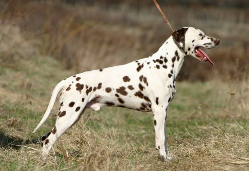 dalmatian dog dalmatian