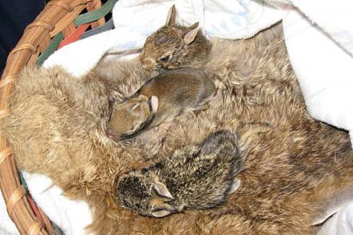 rabbits-sleeping-in-recycled-fur-humane-society how to recycle vintage fur