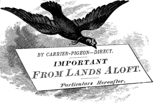 vintage carrier pigeon