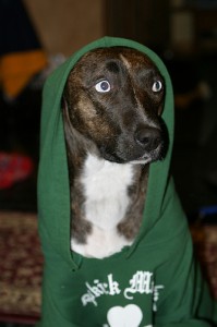 hooded sweatshirt dog