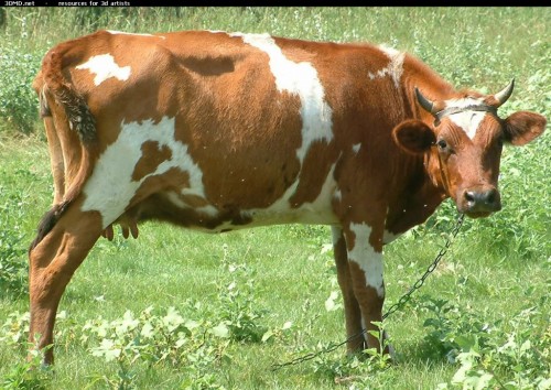 spotted brown cow