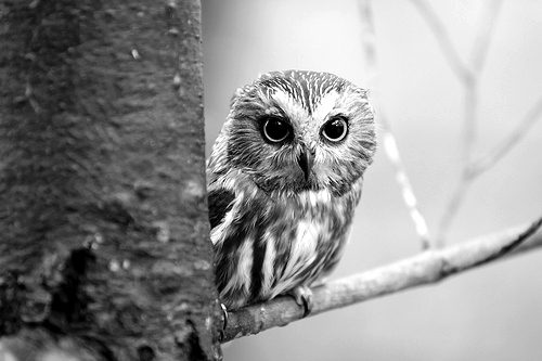 1970s Owl Necklaces to Wear Your Wisdom 7